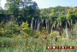 Cascada rodeada por arboles